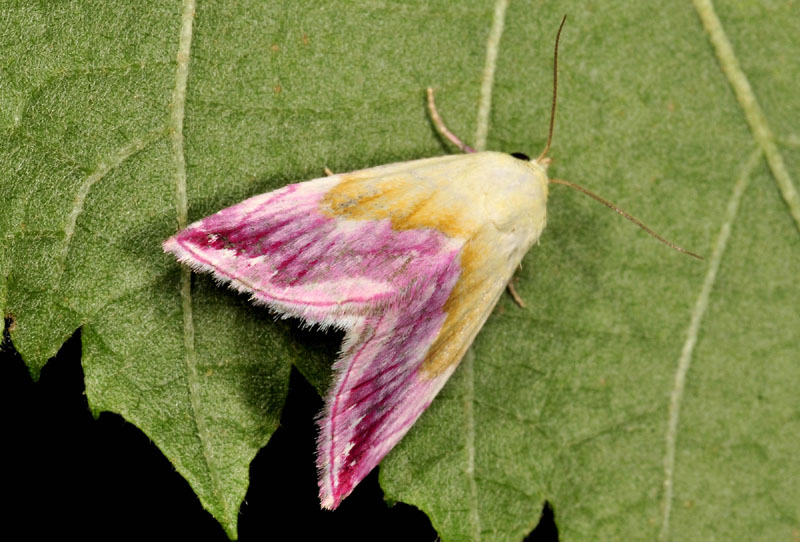 Erebidae da id - Eublemma purpurina